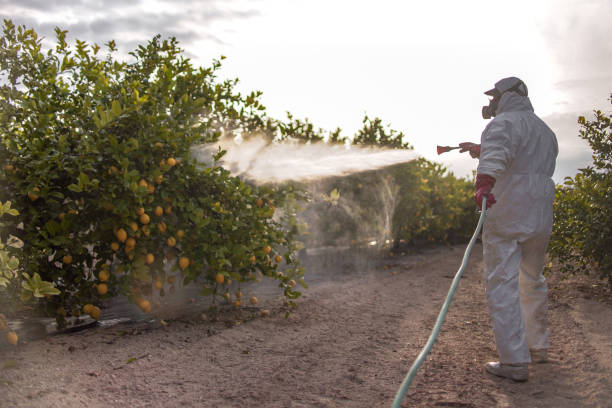 Best Wasp Removal Services  in Atkins, IA