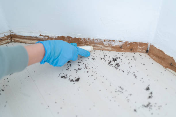 Best Insect Control  in Atkins, IA